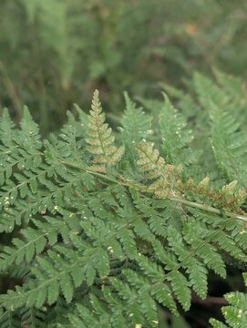 Close-up of green bracken fern fronds with visible brown spores in a woodland forest.