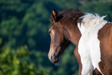 A close-up portrait of a brown and white pinto horse looking sideways against a softly blurred green forest background. © Andrey