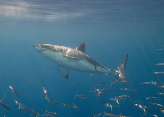 Naklejka premium Great white shark in the Pacific Ocean