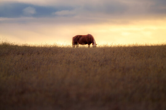 View of a horse grazing in a grassy field during the golden hour in Iceland.