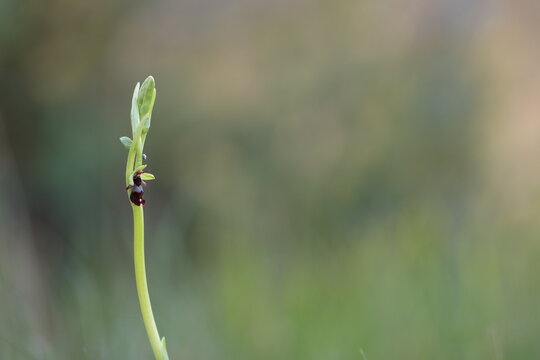 un'orchidea Ophrys insectifera in primavera al tramonto