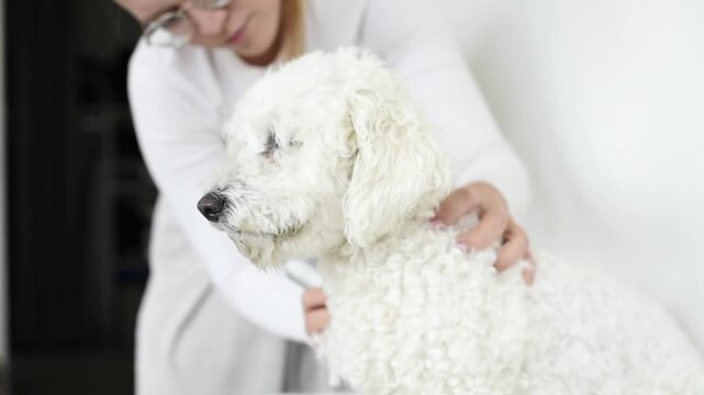 A person uses electric clippers to trim fur around the neck of a white Bichon Frise dog. One hand holds the pet steady during an indoor grooming process.