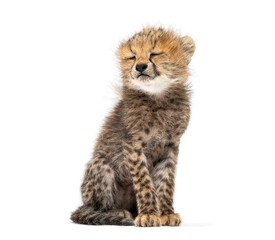 Northeast african cheetah cub sitting with eyes closed © Eric Isselée