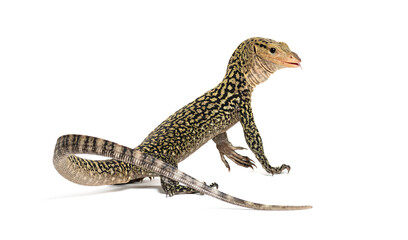 Naklejka premium Quince monitor lizard standing on white background