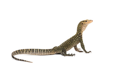 Fototapeta premium Quince monitor lizard looking up on white background