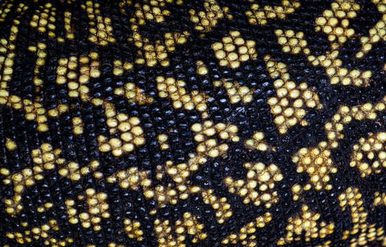 Quince monitor lizard skin pattern closeup showing scales