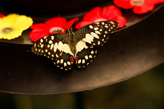 Butterfly rests on colorful flowers in a garden during the daytime