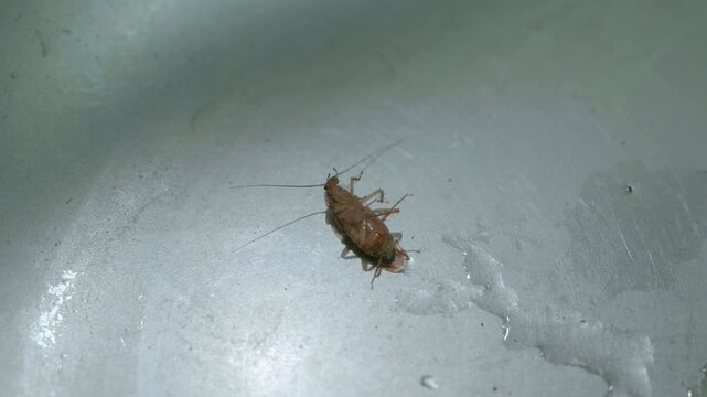 Dying cockroach having terminal spasms on a metal surface