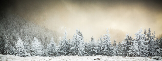 Naklejka premium winter landscape with snowy fir trees in the mountains