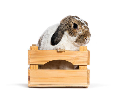 Lop eared rabbit peeking from wooden crate
