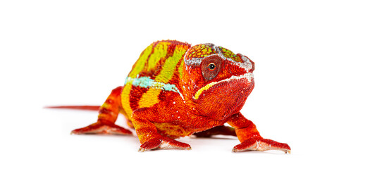 Panther chameleon displaying vibrant colors on white background © Eric Isselée