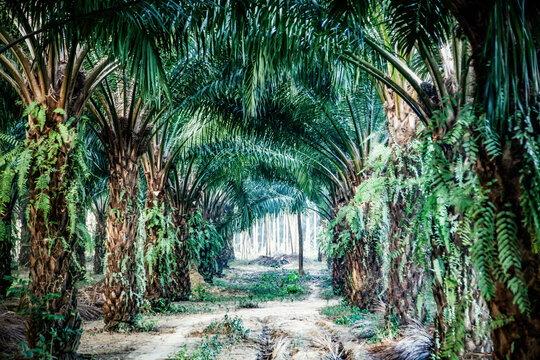 row of palm trees plantation