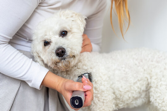 A person uses electric clippers to trim the fur of a small white Bichon Frise dog. The pet looks toward the camera during the grooming session indoors.