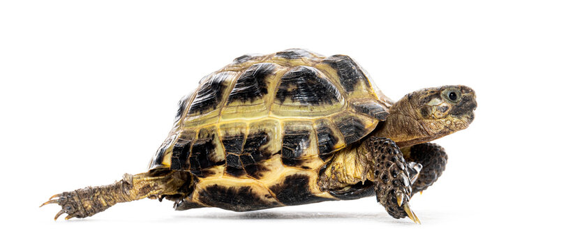 Central Asian tortoise, Testudo horsfieldii, walking on white background isolation