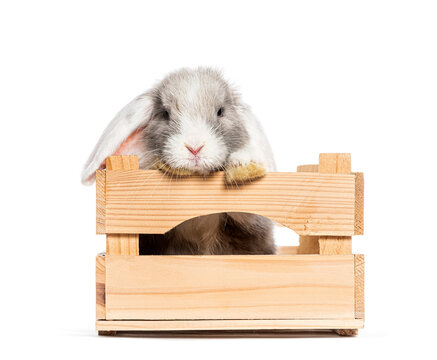 Lop rabbit peeking from wooden crate