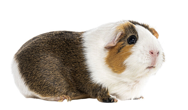Guinea pig showing brown white orange fur looking right