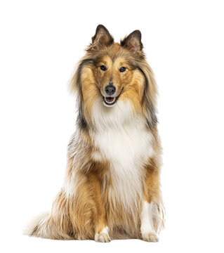 Shetland sheepdog looking at camera sitting with transparent background