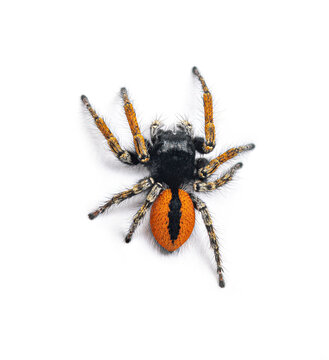 Dorsale view of a male Red-bellied Jumping Spider, Philaeus chrysops