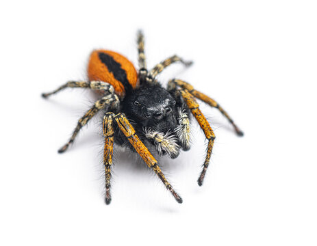 Male Red-bellied Jumping Spider, Philaeus chrysops