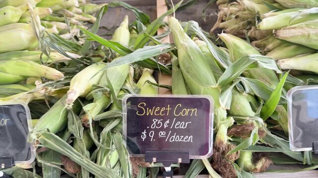 Fresh corn varieties of sweet, bi-color and white displayed at a produce stand ready to sell