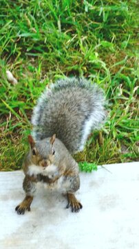 A curious Eastern Gray Squirrel stands upright on a weathered wooden fence rail, paws clasped together, staring directly at the camera.