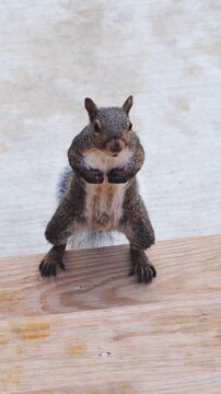 A curious Eastern Gray Squirrel stands upright on a weathered wooden fence rail, paws clasped together, staring directly at the camera.