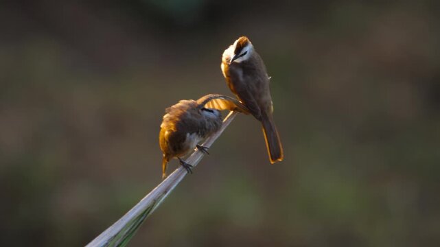Pair of yellow-vented bulbul birds preening and stretching wing on branch, backlit by warm golden light in natural outdoor environment close-up.