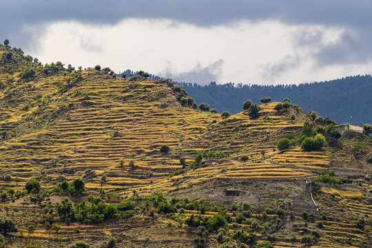 View of terraced fields with golden crops on a hillside in Lower Dir, Khyber Pakhtunkhwa, Pakistan.