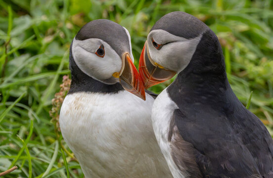 View of two Atlantic puffins interacting in the green grass on Heimaey island, Vestmannaeyjabaer, Vestmannaeyjabaer, Iceland.