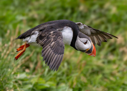View of an Atlantic Puffin in flight with its colorful beak and orange feet, captured against a green grassy background on Heimaey island in Vestmannaeyjabaer, Vestmannaeyjabaer, Iceland.