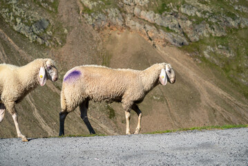 sheep in the mountains © Andrea Toxiri