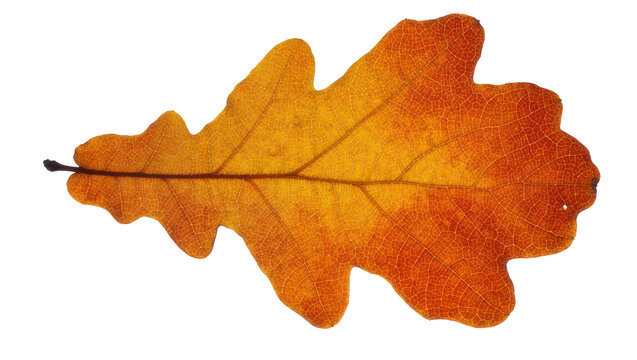 Autumn oak leaf with intricate veins, isolated on transparent background
