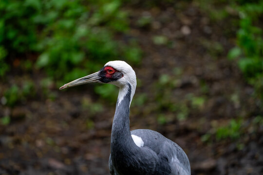 View of a white-naped crane with a distinctive red patch around its eye and grey plumage standing in a natural habitat in Vestmannaeyjabaer, Vestmannaeyjabaer, Iceland.