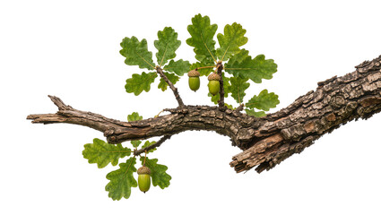 Green oak acorns and leaves on a textured branch, isolated on transparent background © iPNGi