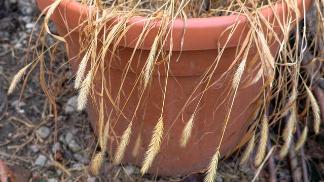 Dried out ornamental grass drooping over the edge of a clay pot, illustrating themes of failed plant care, climate change impact, and environmental challenges