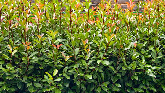 Growing photinia hedge showing vibrant green leaves with new red and orange tips, creating a natural privacy screen and lush garden background, symbolizing fresh growth and renewal