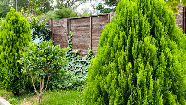 Vibrant green cypress trees and dense bushes thriving in a well maintained backyard garden, creating a lush, natural backdrop against a rustic wooden fence and climbing ivy