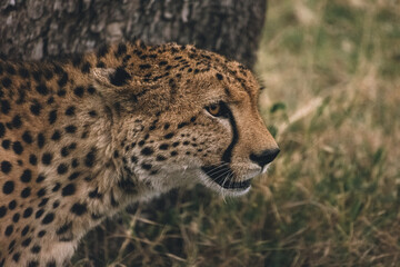 cheetah on the grass © Edoardo