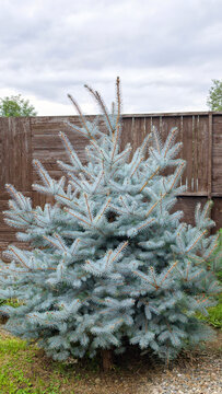 Blue spruce - picea pungens - tree growing outdoors, its striking blue green needles creating a vibrant evergreen landscape accent against a rustic wooden fence and cloudy sky