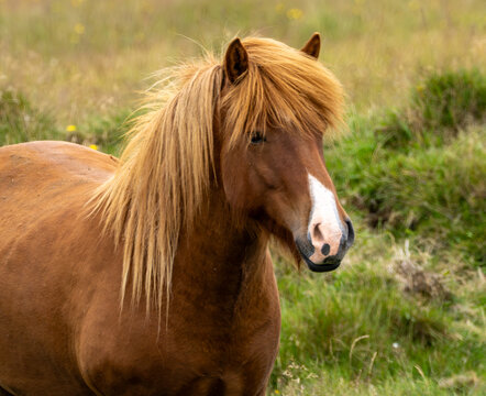 View of an Icelandic horse with a thick brown mane standing in a grassy field in Eyjafjallajokull, Rangarthing eystra, Iceland.