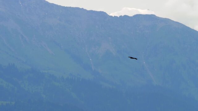 Eagle soaring gracefully through the sky against majestic snow capped mountains and green alpine valley. Wide shot of wild bird flying high.