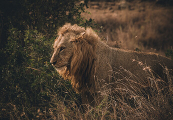 Bald Lion © Edoardo