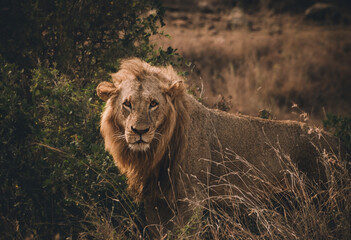 lion on the ground © Edoardo
