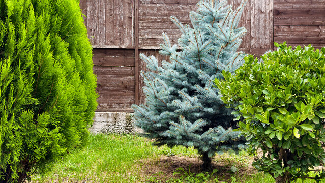 Landscaping with vibrant evergreen conifers and a green shrub creating a diverse garden scene, featuring a blue spruce, thuja, and a wooden fence background