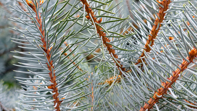 Blue spruce branches with silver blue needles and warm brown stems, detailed close up capturing evergreen texture, seasonal resilience and crisp winter vitality