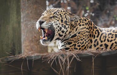 Jaguar relaxing in a zoo habitat at a zoo in Florida. Endangered big cat found in the rainforests of Central and South America. © Wildspaces