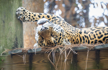 Jaguar relaxing in a zoo habitat at a zoo in Florida. Endangered big cat found in the rainforests of Central and South America. © Wildspaces