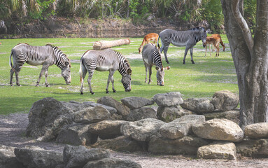 Naklejka premium the Grevy's Zebra the rarest zebra in the world found mostly in Kenya. Larger than the plains zebra this herd is at a zoo in Florida.