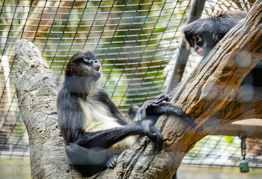 Black-handed Spider Monkey resting on a tree limb at a zoo in Florida. Also known as Geoffrey's spider monkey is a new world monkey native to Central America and Mexico.