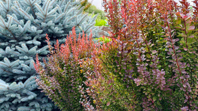 Vibrant red barberry shrubs in a garden, contrasting beautifully with the cool blue needles of a spruce tree, showcasing natural landscaping and diverse plant textures